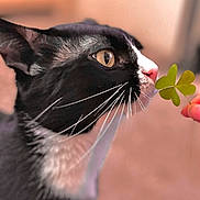 Beethoven joined the competition — help win amazing prizes! animal, background_blur, black_and_white, cat, close_up, clover_leaf, curious, cute, domestic_cat, feline, focused, fur, hand, indoor, nose, pet, profile, soft_light, tuxedo_cat, whiskers