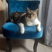 Coco a rejoint le concours — aidez-le/la à gagner de superbes lots ! cat, tabby_cat, chair, blue_chair, indoor, furniture, pet, animal, relaxing, plush, velvet, domestic_cat, floor_tiles, curtain, natural_light, sitting, whiskers, paws, fur, looking