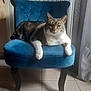 cat, tabby_cat, chair, blue_chair, indoor, furniture, pet, animal, relaxing, plush, velvet, domestic_cat, floor_tiles, curtain, natural_light, sitting, whiskers, paws, fur, looking