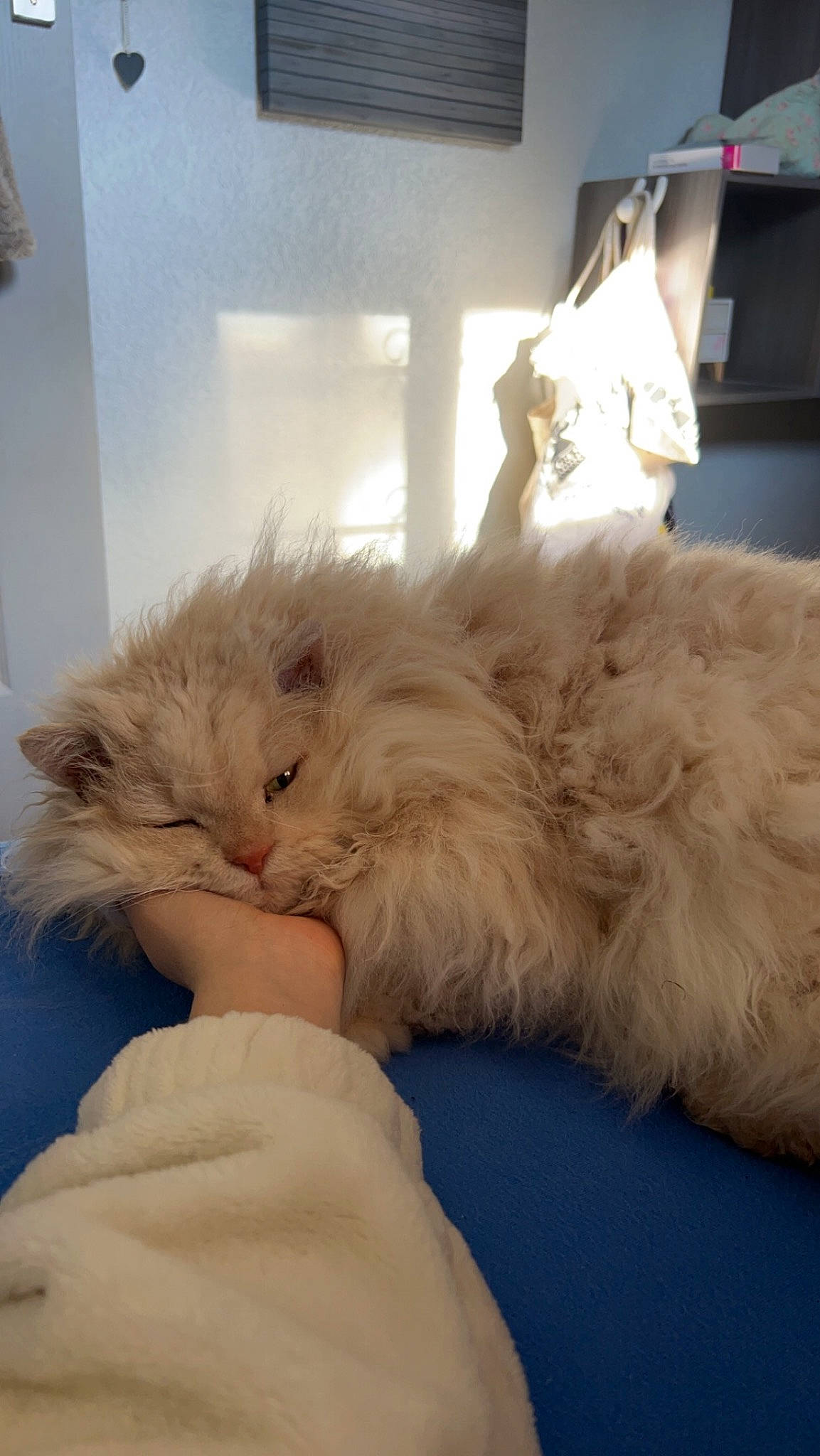 Natsu a rejoint le concours — aidez-le/la à gagner de superbes lots ! bed, bed_sheet, bedding, british_longhair, canidae, carnivore, cat, claw, comfort, companion_dog, dog_breed, fawn, felidae, fur, linens, nap, paw, small_to_medium_sized_cats, tail, whiskers