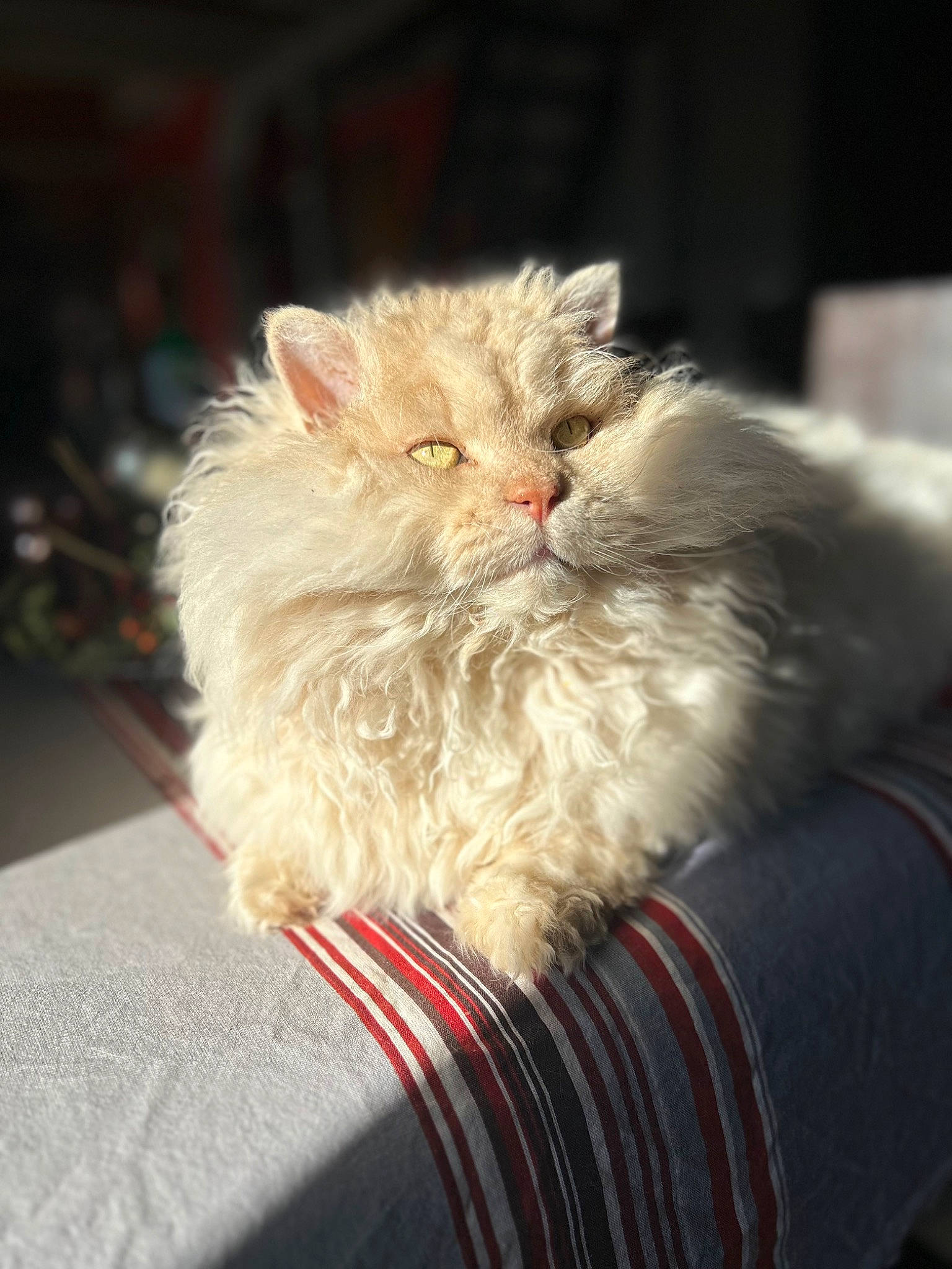 Natsu participe au concours pour gagner de l'argent avec cette photo : box, british_longhair, carnivore, cat, claw, comfort, couch, fawn, felidae, fur, persian, plant, sitting, small_to_medium_sized_cats, tail, whiskers