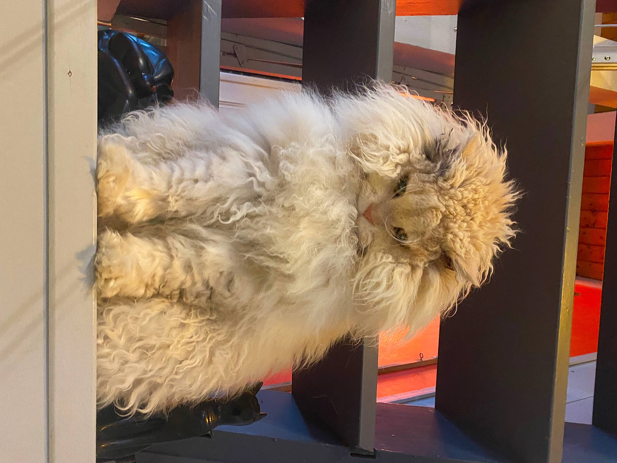 Natsu participe au concours pour gagner de l'argent avec cette photo : canidae, carnivore, claw, companion_dog, dog_breed, feather, felidae, fur, giant_dog_breed, natural_material, small_terrier, small_to_medium_sized_cats, sporting_group, tail, terrier, toy_dog, whiskers, window