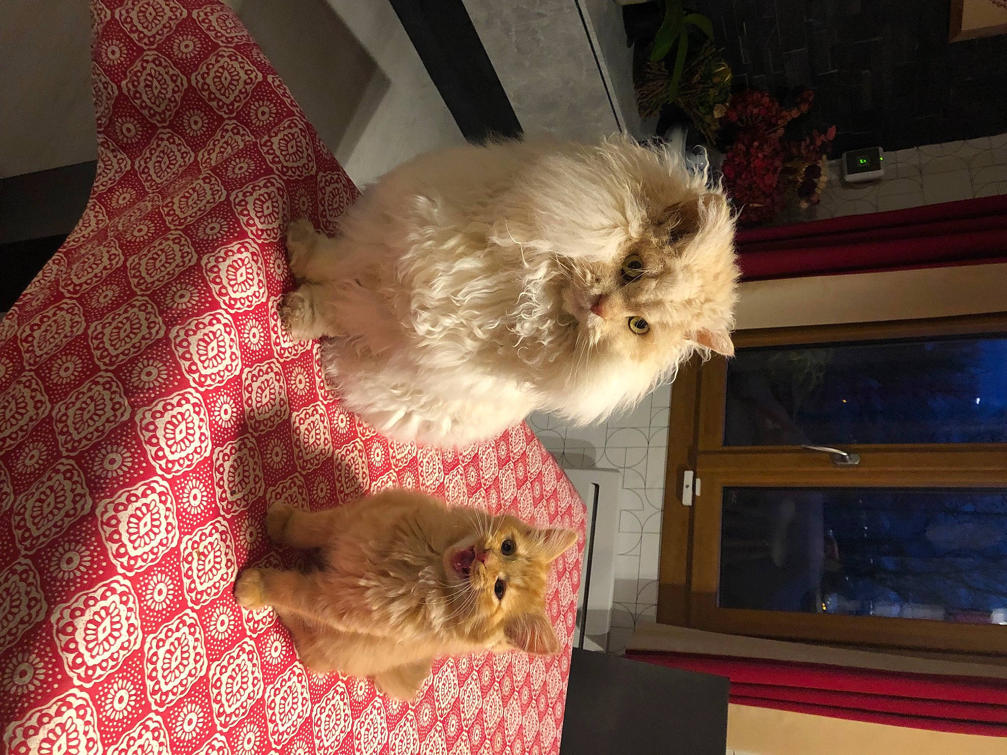 Natsu participe au concours pour gagner de l'argent avec cette photo : carnivore, cat, companion_dog, domestic_short_haired_cat, fawn, felidae, fur, house, linens, pattern, paw, ragdoll, room, small_to_medium_sized_cats, tail, terrier, toy_dog, whiskers, window, wood