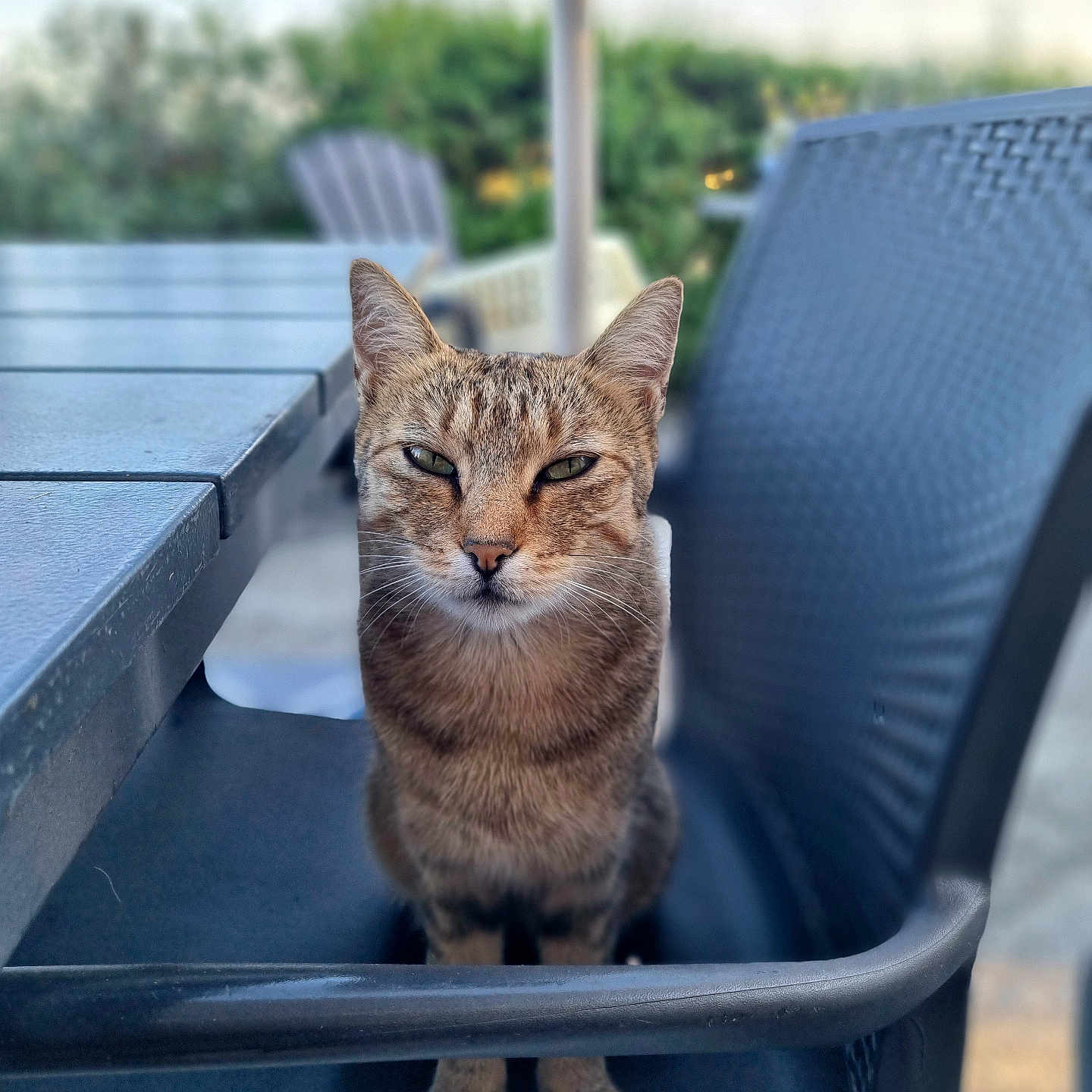 Nala a rejoint le concours — aidez-le/la à gagner de superbes lots ! animal, blurred_background, cat, chair, daylight, ears, face, feline, fur, greenery, looking, outdoor, patio, paws, pet, plastic_chair, sitting, tabby, table, whiskers