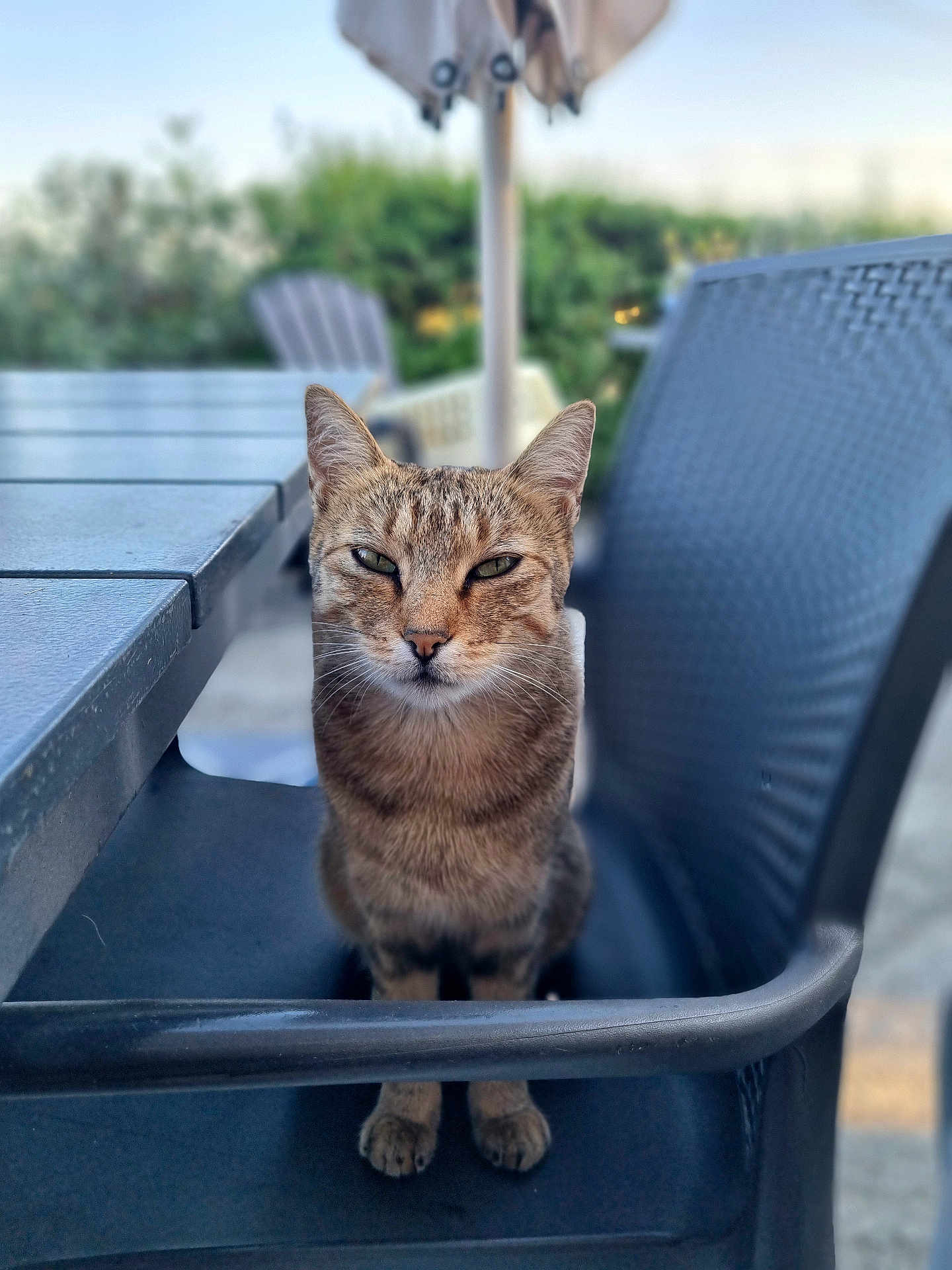 Nala