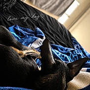 Gizmo joined the competition — help win amazing prizes! animal, bed, black, blanket, blue, cozy, cute, dog, ears, fur, home, indoor, light, love, pet, relaxing, resting, sleeping, text_overlay, window