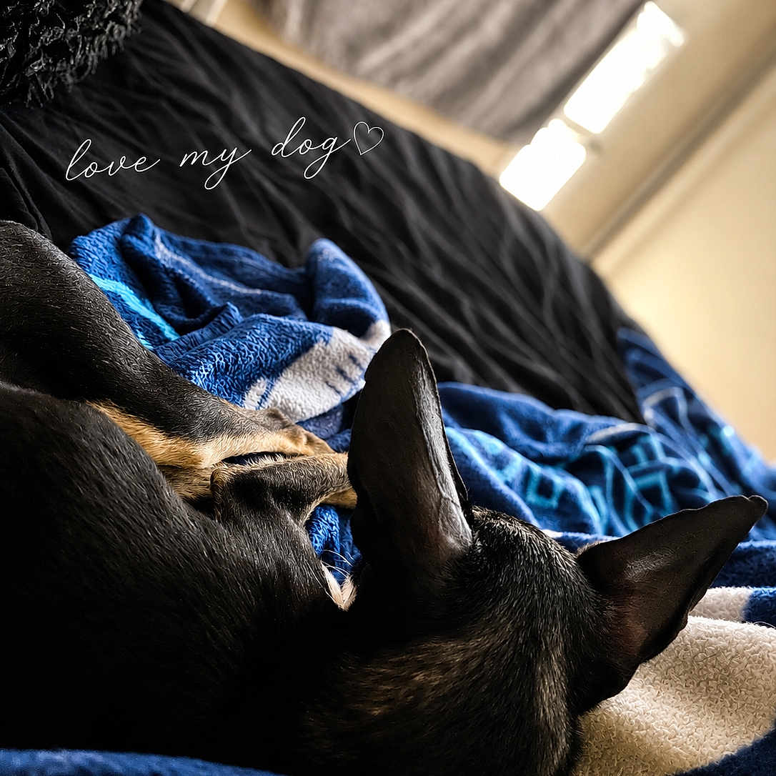 Gizmo