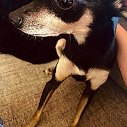 Gizmo is registered to the contest to win money with this photo: animal, black, brown, carpet, chihuahua, close_up, companion, curious, dog, domestic, ears, face, fur, indoor, paw, pet, sitting, small_dog, whiskers, white