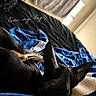 Gizmo is registered to the contest to win money with this photo: animal, bed, black, blanket, blanket_pattern, blue, comfort, cozy, cute, dog, ears, fur, home, indoor, pet, resting, room, sleeping, sunlight, text_overlay