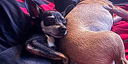 Gizmo joined the competition — help win amazing prizes! animal, bed, bedroom, blanket, canine, chihuahua, dog, furniture, hound, indoors, person, pet, pig, puppy, quilt, room, sleeping