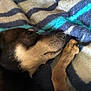 Gizmo joined the competition — help win amazing prizes! animal, black, blanket, brown, close_up, comfort, cozy, cute, dog, fur, indoor, napping, paw, peaceful, pet, relaxation, resting, sleeping, snout, soft