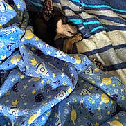 Gizmo joined the competition — help win amazing prizes! animal, bed, blanket, blue, comfort, cozy, cute, dog, fur, indoors, paw, peaceful, pet, relaxation, resting, sleeping, small_dog, snuggled, soft, striped