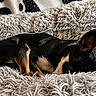 Gizmo is registered to the contest to win money with this photo: animal, black_dog, blanket, comfort, cozy, curled_up, cute, dog, fluffy, fur, fur_texture, indoors, nap, peaceful, pet, relaxation, rest, sleeping, small_dog, tan_markings