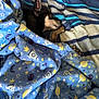 Gizmo joined the competition — help win amazing prizes! animal, bed, blanket, blue, comfort, cozy, cute, dog, fur, indoors, paw, peaceful, pet, relaxation, resting, sleeping, small_dog, snuggled, soft, striped