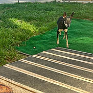 Gizmo joined the competition — help win amazing prizes! dog, small_dog, outdoor, grass, green_mat, wooden_deck, sunlight, yard, pet, animal, black_dog, tan_dog, walking, nature, daylight, fence, quiet, curious, canine, backyard