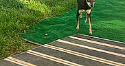 Gizmo joined the competition — help win amazing prizes! animal, backyard, black_dog, canine, curious, daylight, dog, fence, grass, green_mat, nature, outdoor, pet, quiet, small_dog, sunlight, tan_dog, walking, wooden_deck, yard