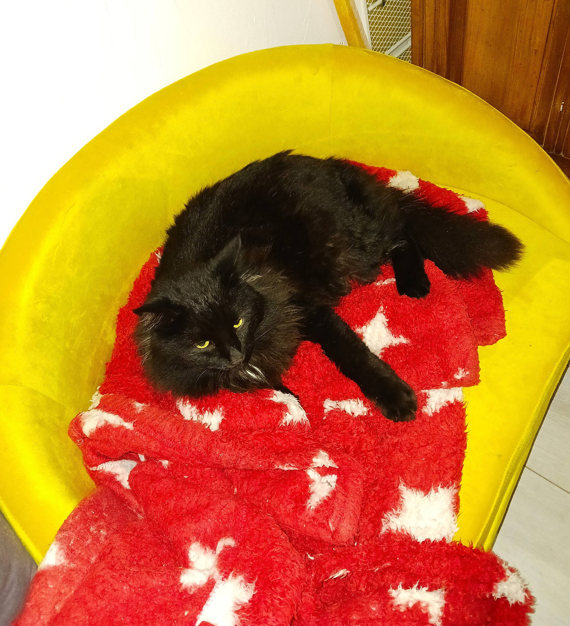 Moustache participe au concours pour gagner de l'argent avec cette photo : bed, black_cat, bombay, carmine, carnivore, cat, cat_supply, comfort, coquelicot, creative_arts, domestic_short_haired_cat, felidae, fur, linens, pattern, pet_supply, small_to_medium_sized_cats, tail, terrestrial_animal, whiskers