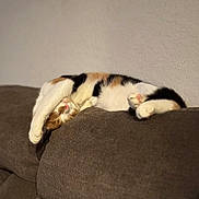 Binx joined the competition — help win amazing prizes! cat, calico_cat, sleeping, stretching, paws, couch, furniture, indoor, relaxed, cozy, pet, animal, fur, whiskers, claws, home, nap, brown, white, orange