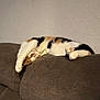 cat, calico_cat, sleeping, stretching, paws, couch, furniture, indoor, relaxed, cozy, pet, animal, fur, whiskers, claws, home, nap, brown, white, orange