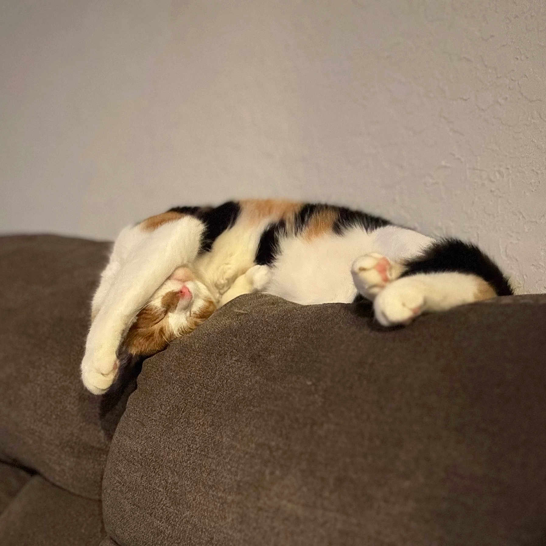Binx joined the competition — help win amazing prizes! animal, brown, calico_cat, cat, claws, couch, cozy, fur, furniture, home, indoor, nap, orange, paws, pet, relaxed, sleeping, stretching, whiskers, white