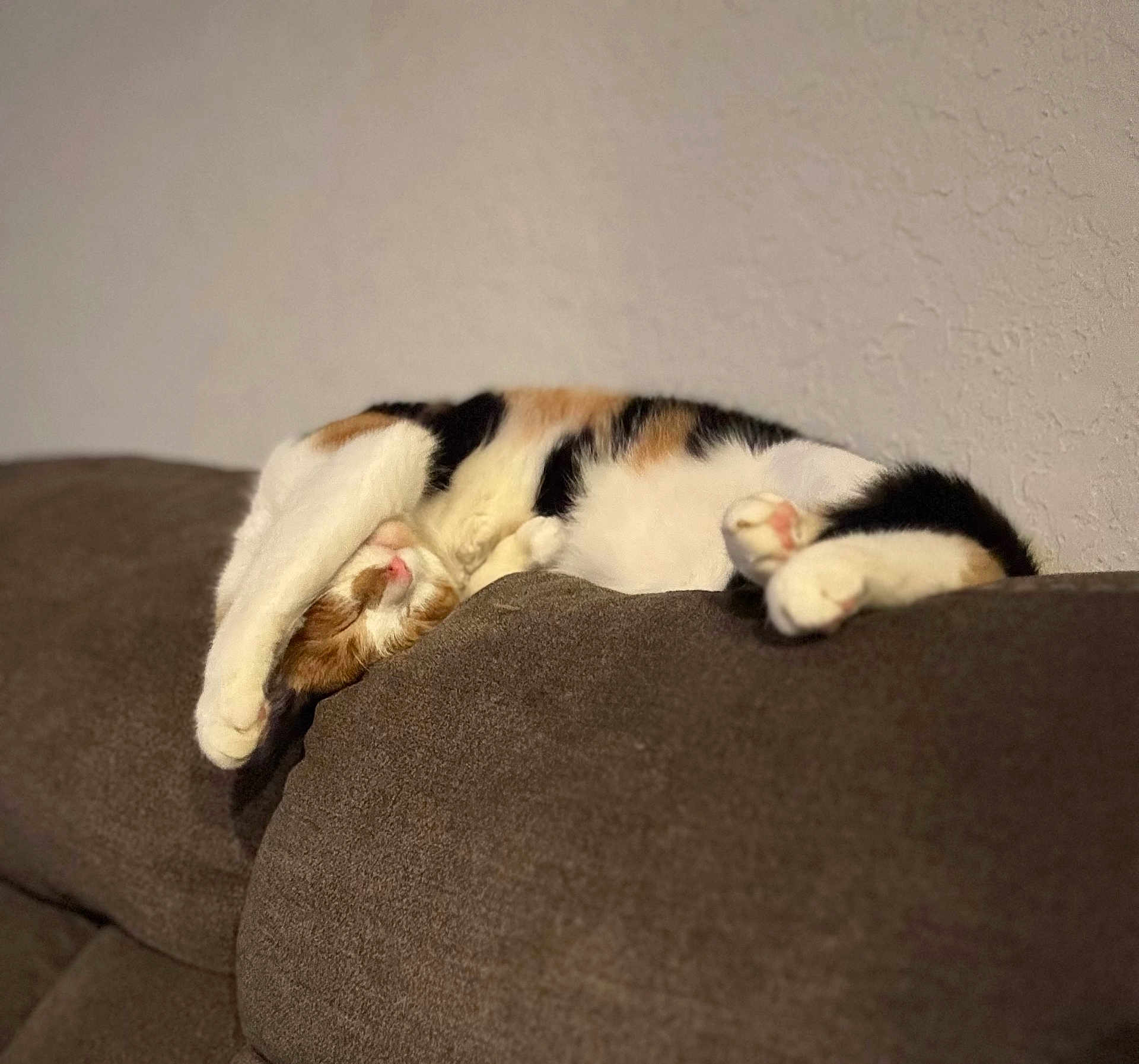Binx joined the competition — help win amazing prizes! cat, calico_cat, sleeping, stretching, paws, couch, furniture, indoor, relaxed, cozy, pet, animal, fur, whiskers, claws, home, nap, brown, white, orange
