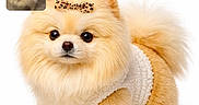 Luna joined the competition — help win amazing prizes! accessory, adorable, bow, closeup, cute, dark_eyes, dog, fluffy, fur, leopard_print, nose, paw, pet, pomeranian, portrait, sitting, small_dog, studio, tail, white_background