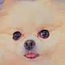 Luna is registered to the contest to win money with this photo: background_blur, black_nose, close_up, cozy, cute, dog, domestic_animal, eye_reflection, fluffy, fur, indoor, pet, picture_frame, pomeranian, portrait, round_eyes, soft_lighting, tongue_out, whiskers, window