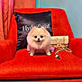 dog, pomeranian, small_dog, pet, fluffy, fur, orange_chair, armchair, pillow, hydrafacial_pillow, handbag, purse, gold_chain, luxury, indoor, cozy, sitting, portrait, home_interior, cute