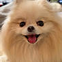 dog, pomeranian, small_dog, fluffy, long_fur, pet, portrait, close_up, tongue_out, smiling, indoor, brown_eyes, black_nose, paws, carpet, cute, adorable, companion, domestic_animal, furry