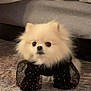dog, pomeranian, pet, fluffy, fur, small_dog, portrait, indoor, carpet, bed, cute, costume, sparkle, black_outfit, eyes, nose, animal, mammal, sitting, adorable