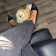 Luna joined the competition — help win amazing prizes! baseboard, black_heels, dog, floor, fur, green_wall, hardwood_floor, heels, indoor, jeans, leather_chair, legs, owner_feet, pet, pomeranian, ripped_jeans, shadow, shoes, small_dog, waiting_room