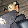 baseboard, black_heels, dog, floor, fur, green_wall, hardwood_floor, heels, indoor, jeans, leather_chair, legs, owner_feet, pet, pomeranian, ripped_jeans, shadow, shoes, small_dog, waiting_room