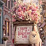 dog, pomeranian, bouquet, roses, pink_flowers, valentine_sign, vintage_truck, pastel_colors, cobblestone_street, flower_petals, romantic, heart, storefront, celebration, petals_falling, puppy, decoration, shuttered_windows, bokeh, adorable