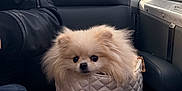 Luna joined the competition — help win amazing prizes! dog, pomeranian, small_dog, fluffy, purse, quilted_purse, leather_jacket, arm, airplane_interior, window, seat, leather_seat, wood_table, travel, pet_portrait, chain_strap, cute, white_purse, indoor, looking_at_camera