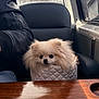 dog, pomeranian, small_dog, fluffy, purse, quilted_purse, leather_jacket, arm, airplane_interior, window, seat, leather_seat, wood_table, travel, pet_portrait, chain_strap, cute, white_purse, indoor, looking_at_camera