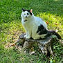 Lucky is registered to the contest to win money with this photo: animal, black_and_white, cat, curious, cute, daylight, feline, fluffy, grass, greenery, leaf, mammal, nature, outdoor, pet, portrait, sitting, tree_stump, white_cat, wildlife