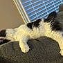 Lucky is registered to the contest to win money with this photo: animal, black_and_white, cat, comfortable, couch, cozy, cushion, domestic, feline, fluffy, fur, home, indoor, paw, pet, relaxed, resting, sleeping, whiskers, window_blinds