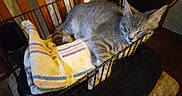 Sabastian joined the competition — help win amazing prizes! cat, tabby, gray_cat, sleeping, sleepy, animal, pet, fur, whiskers, ears, tail, curled_up, blanket, basket, cozy, indoors, furniture, nap, relaxed, home