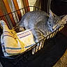 cat, tabby, gray_cat, sleeping, sleepy, animal, pet, fur, whiskers, ears, tail, curled_up, blanket, basket, cozy, indoors, furniture, nap, relaxed, home