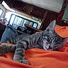 Sabastian is registered to the contest to win money with this photo: cat, tabby_cat, gray_cat, sleeping, pet, animal, whiskers, ears, fur, orange_blanket, cozy, indoors, kitchen, home, relaxed, nap, close_up, portrait, human, bed