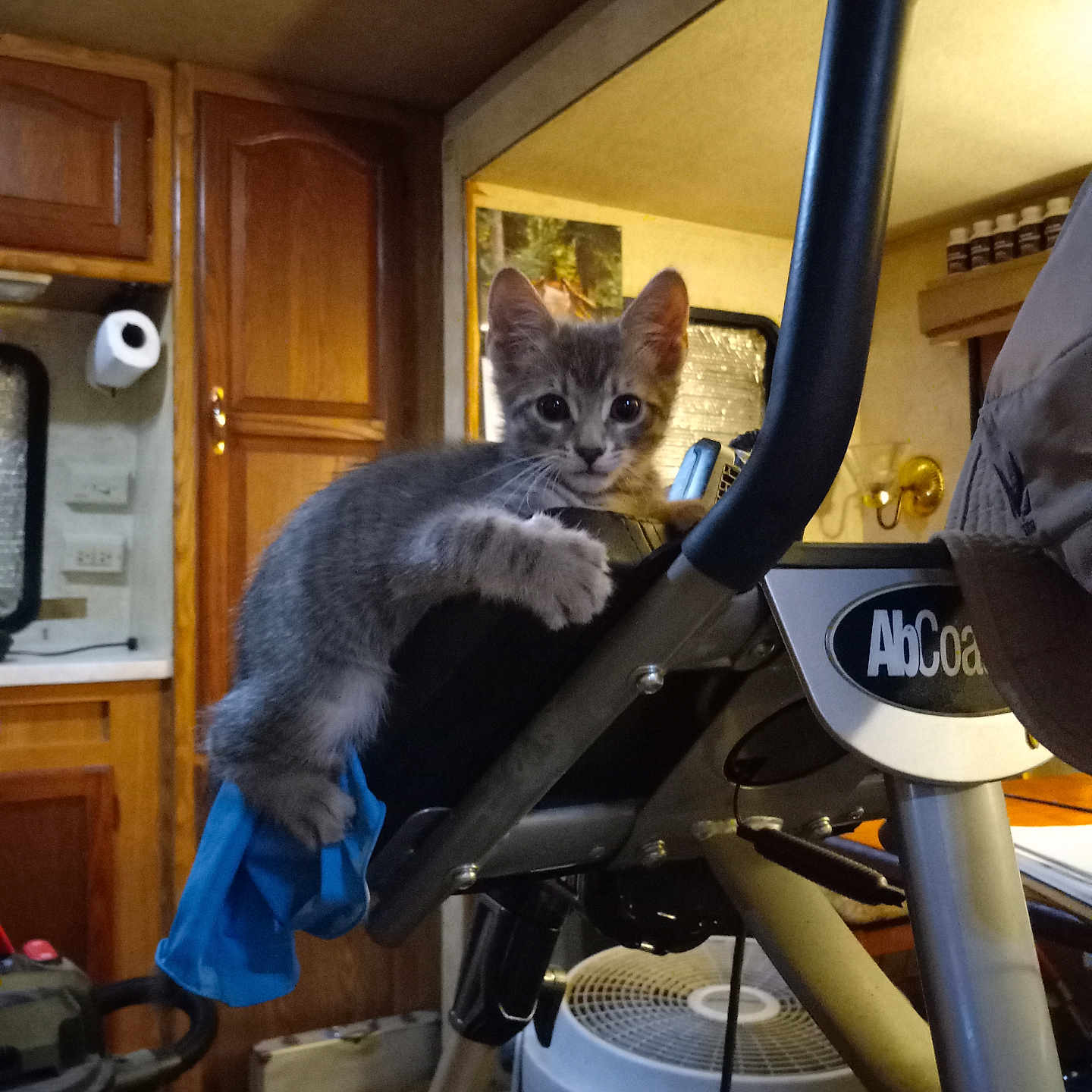 Sabastian joined the competition — help win amazing prizes! cat, kitten, gray_cat, animal, pet, feline, sitting, indoor, home, kitchen, exercise_machine, workout_equipment, handlebars, blue_cloth, wide_eyes, whiskers, fur, portrait, household, playful