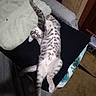 Sabastian joined the competition — help win amazing prizes! kitten, cat, pet, animal, feline, spotted, striped, tabby, lying_down, upside_down, belly_up, raised_paw, tail, whiskers, face, fur, blanket, bed, indoor, sleeping