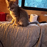 Sabastian is registered to the contest to win money with this photo: cat, kitten, gray_cat, fluffy, feline, sitting, indoors, window, quilt, blanket, paper_towel, mug, table, exit_sign, cozy, home, portrait, animal, whiskers, tail