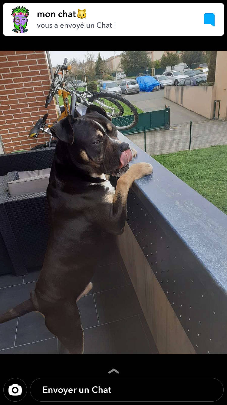Titi