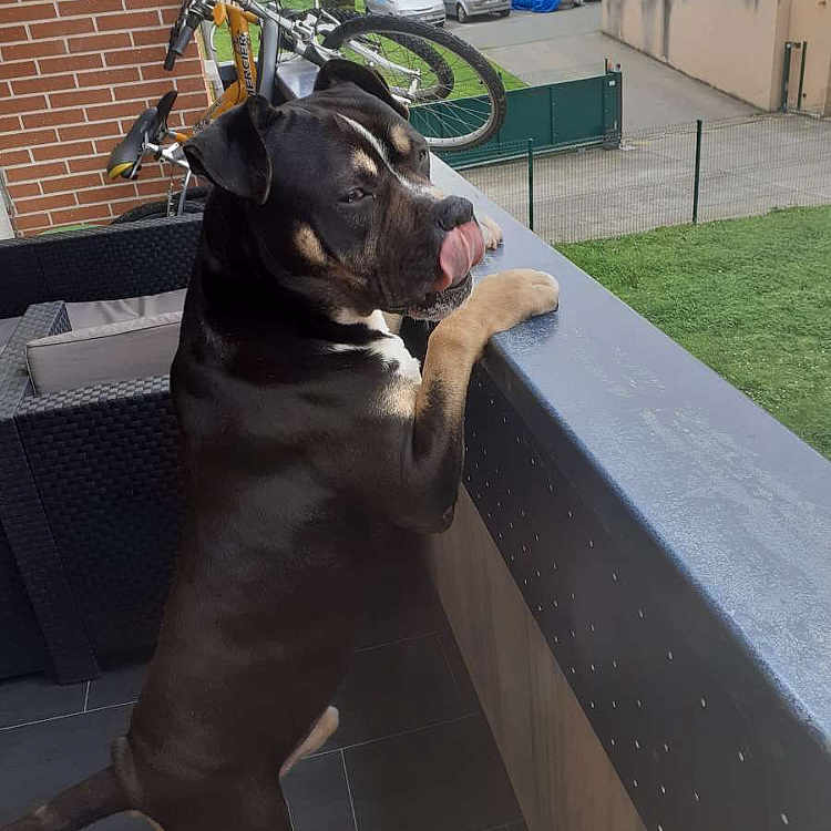 Titi