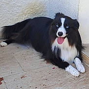 Tango a rejoint le concours — aidez-le/la à gagner de superbes lots ! animal, black_and_white, blue_eyes, border_collie, canine, companion, dog, domestic_animal, ears, floor, fur, happy, laying_down, outdoor, paws, pet, relaxed, tile, tongue_out, wall