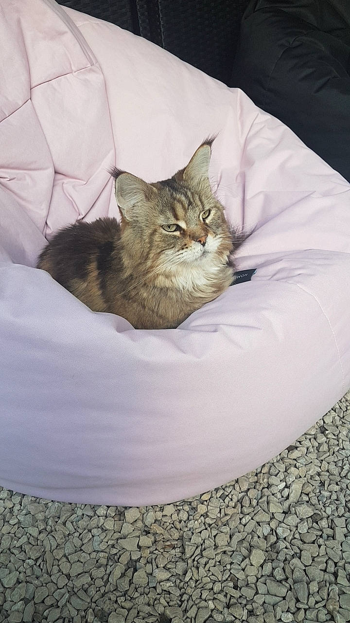 Houlala participe au concours pour gagner de l'argent avec cette photo : bed, bedding, carnivore, cat, cat_bed, cat_supply, claw, comfort, domestic_short_haired_cat, felidae, fur, linens, nap, paw, plant, small_to_medium_sized_cats, snout, tail, terrestrial_animal, whiskers