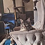 armchair, blue_blanket, cat, cat_tree, cozy, ears, eyes, floor, fur, furniture, indoor, living_room, maine_coon, paws, pet, relaxed, resting, tufted_chair, whiskers, window_light