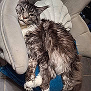 Joggy a rejoint le concours — aidez-le/la à gagner de superbes lots ! animal, cat, chair, cozy, cushion, cute, feline, fluffy, fur, home, indoor, maine_coon, mammal, paw, pet, relaxed, resting, sleepy, tail, whiskers