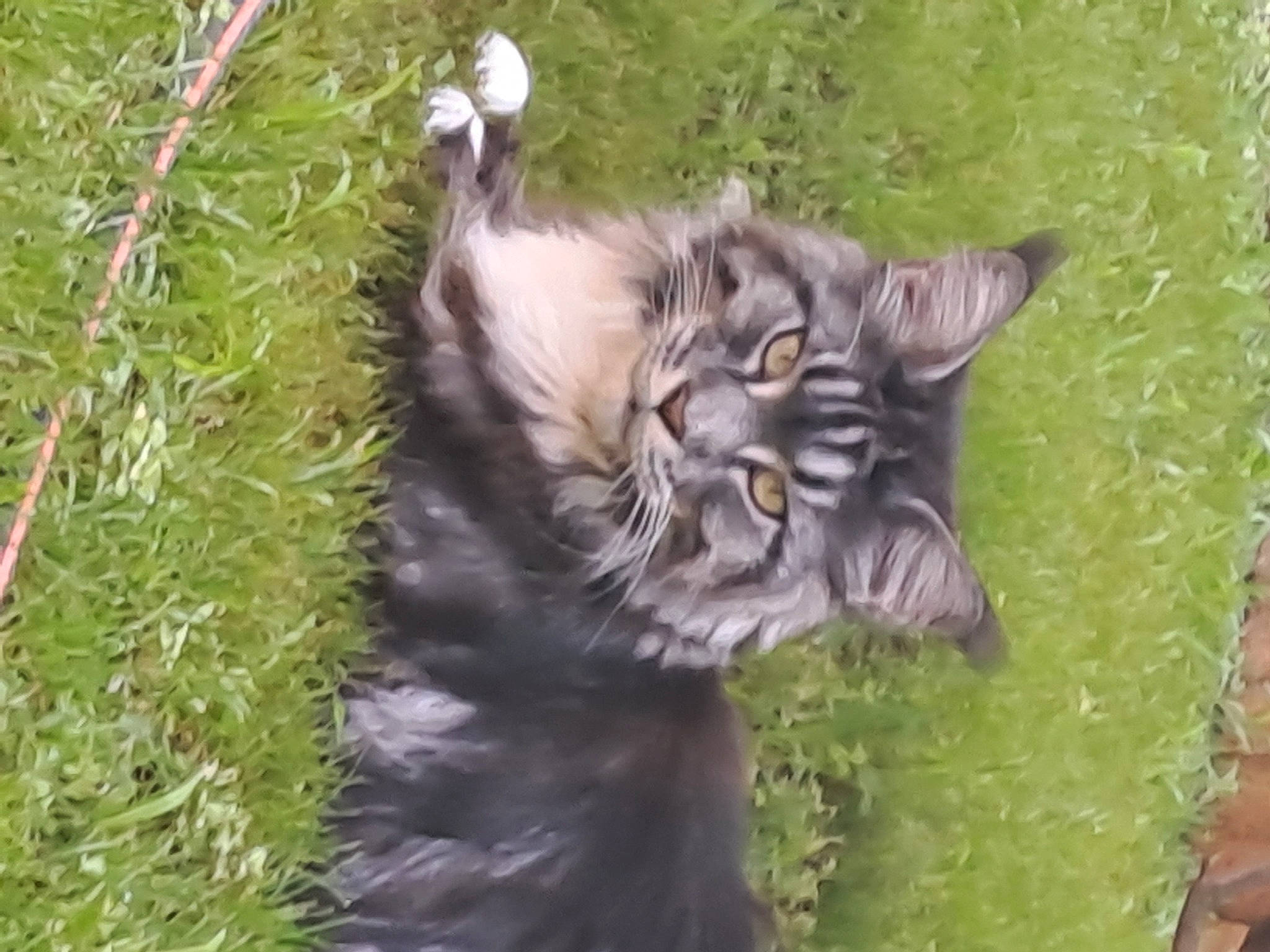 Joggy a rejoint le concours — aidez-le/la à gagner de superbes lots ! canidae, carnivore, cat, dog_breed, domestic_short_haired_cat, eye, fang, felidae, fur, grass, grassland, groundcover, liver, plant, small_to_medium_sized_cats, snout, sporting_group, tail, terrestrial_animal, whiskers